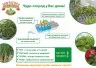 Домашняя Установка Чудо-грядка Здоровья КЛАД СG001 принцип